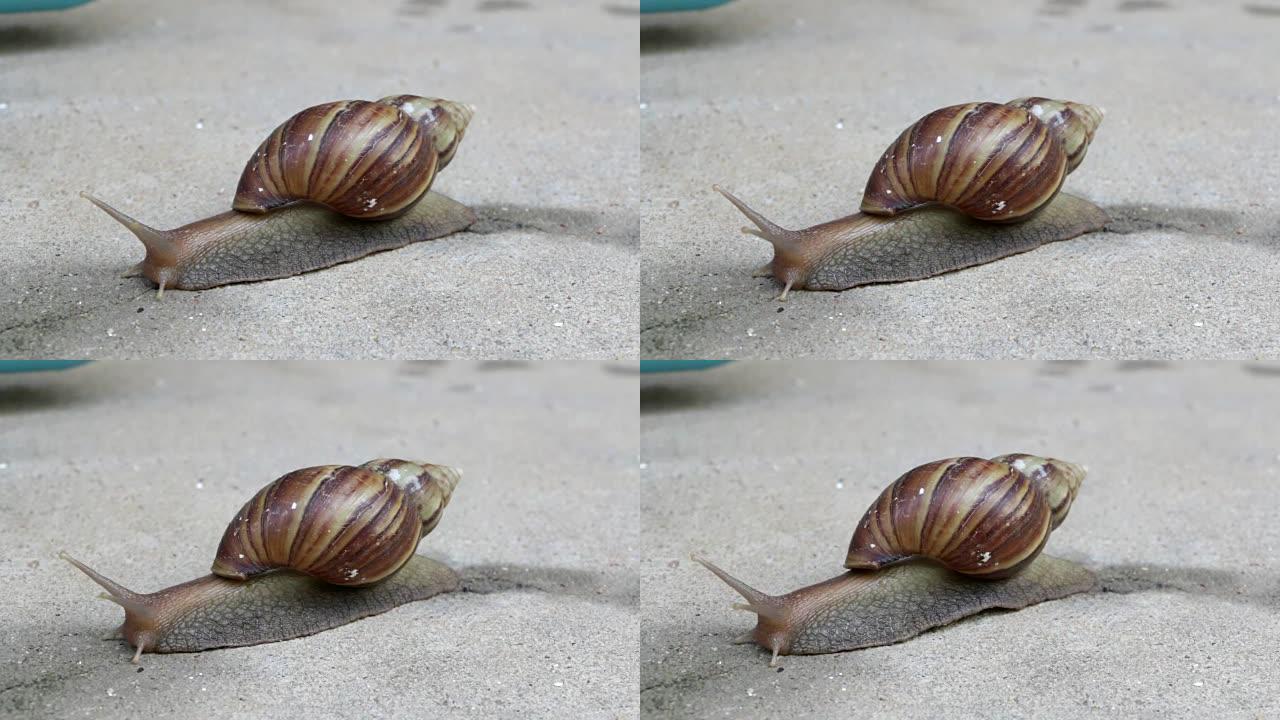 蜗牛移动外来物种入侵非洲大蜗牛蠕动蠕虫