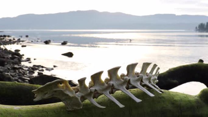 潮汐日志上的海豹椎骨细节