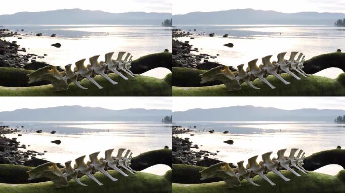 潮汐日志上的海豹椎骨细节