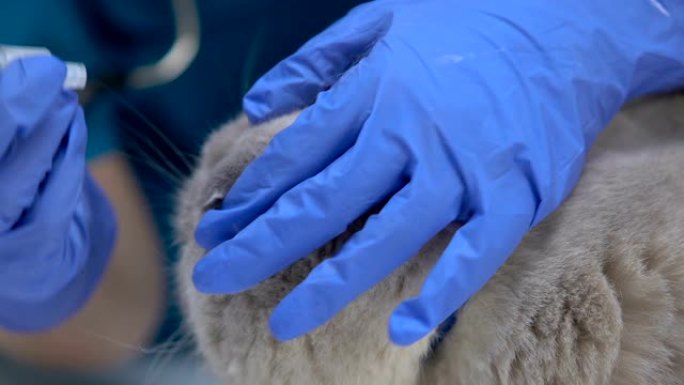 兽医在猫耳中滴抗生素，螨虫的预防和治疗，特写镜头