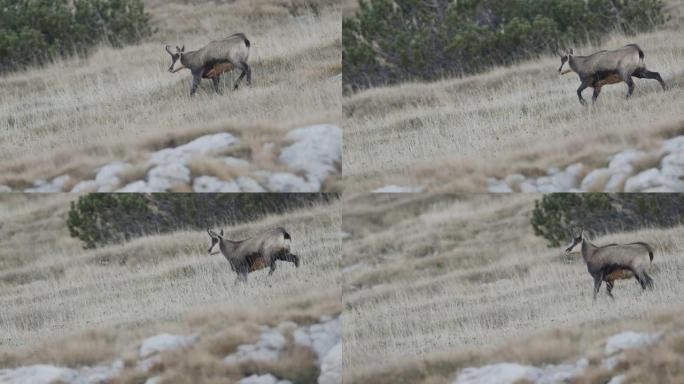 一群羚羊沿着山坡奔跑的慢动作镜头