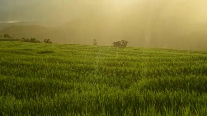 泰国北部清迈省Pa Pong Piang村山上的梯田稻田