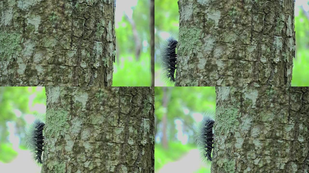 树上的鼻涕虫视频素材毛毛虫特写实拍