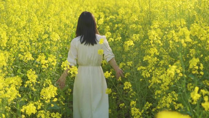 美女油菜花行走背影唯美清新文艺青年自由