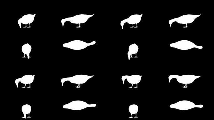 吃鸭子的轮廓 (可循环)