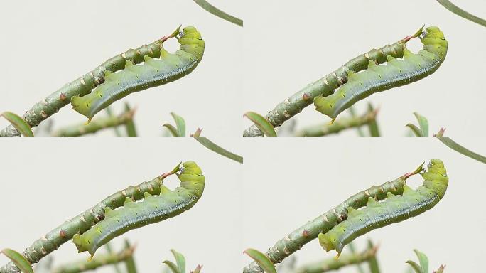 一只绿色的毛毛虫挂在树枝上，排出粪便。