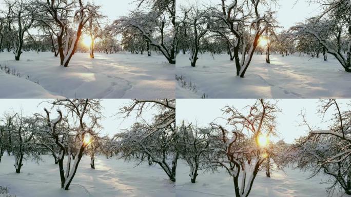 冬季森林的航拍照片。飞越白雪皑皑的太阳森林，在白色的树木上落下橙色。寒冷的早晨。冬季景观