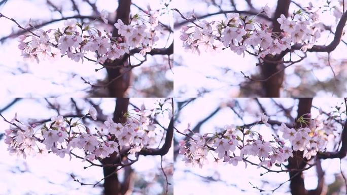 特写; 日本风吹来的樱花