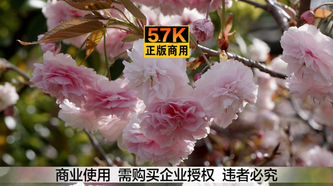 5.7K广告级画质  山樱花 日本樱花