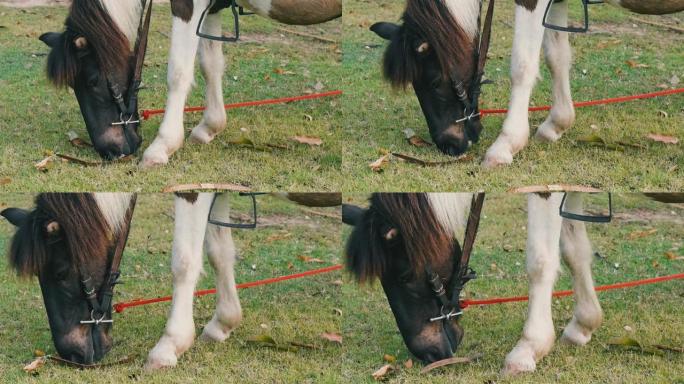 慢动作: 站在草地上的马