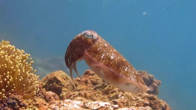 Pharoah Cuttlefish (Sepiida) Cephalopod Animal Beh