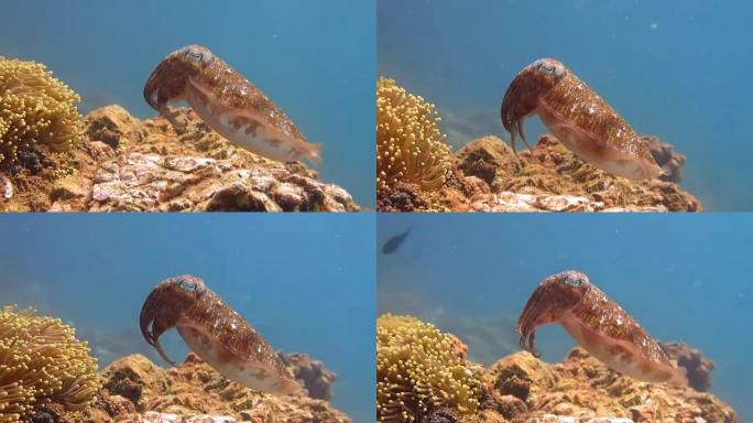 Pharoah Cuttlefish (Sepiida) Cephalopod Animal Beh