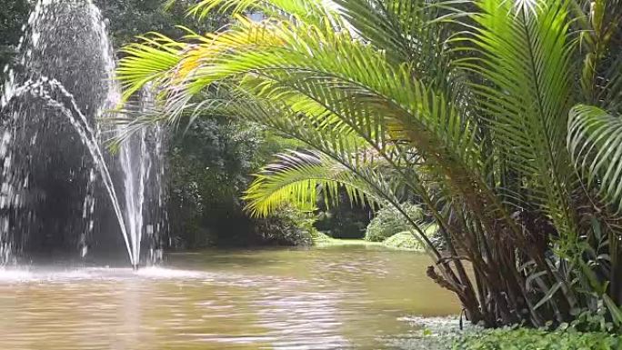 棕榈树叶子和热带植物在水中反射
