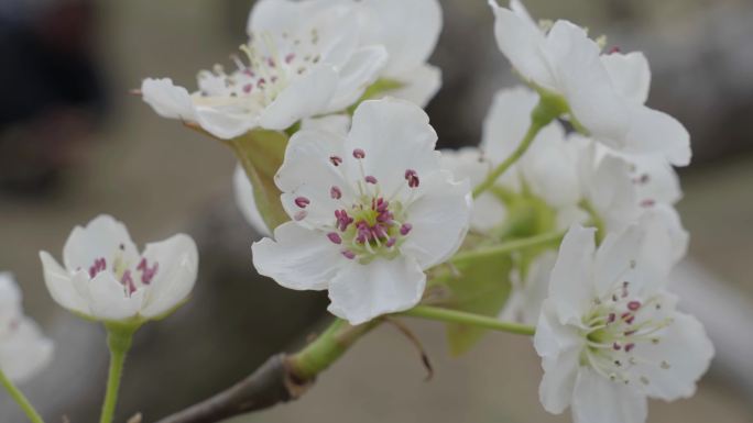 梨花特写