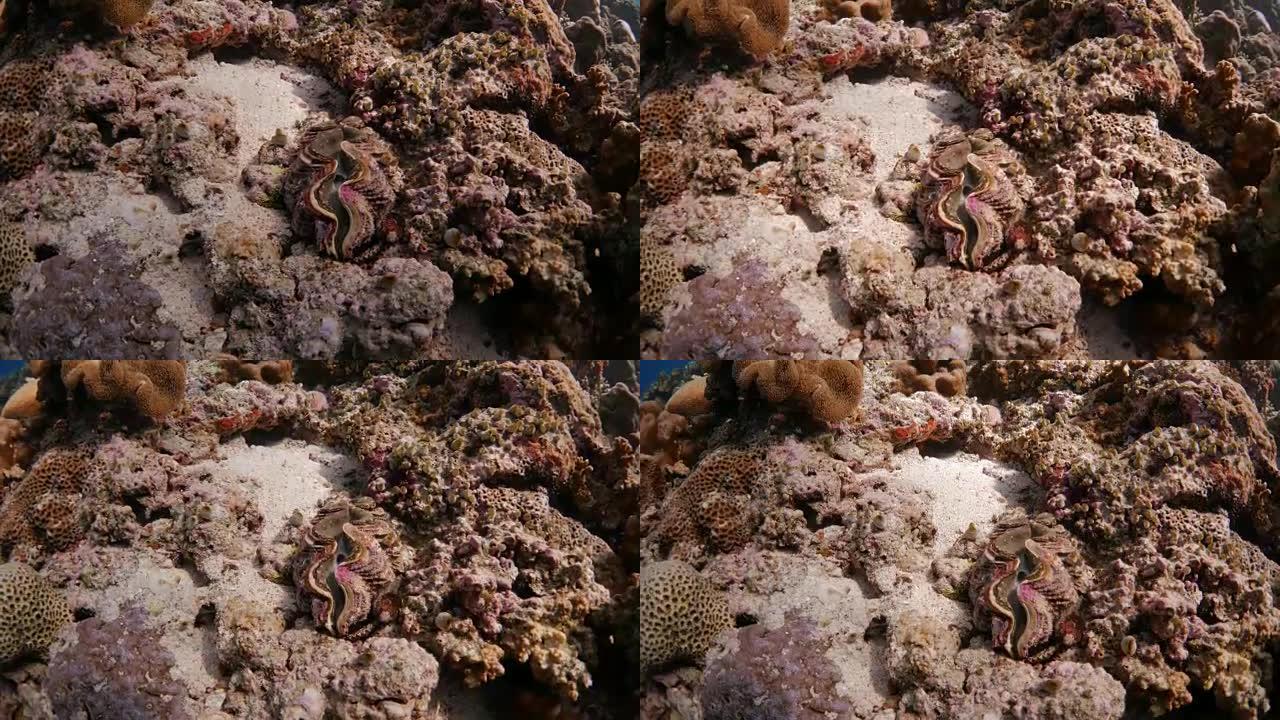 班达海沙滩上的巨型蛤蜊
