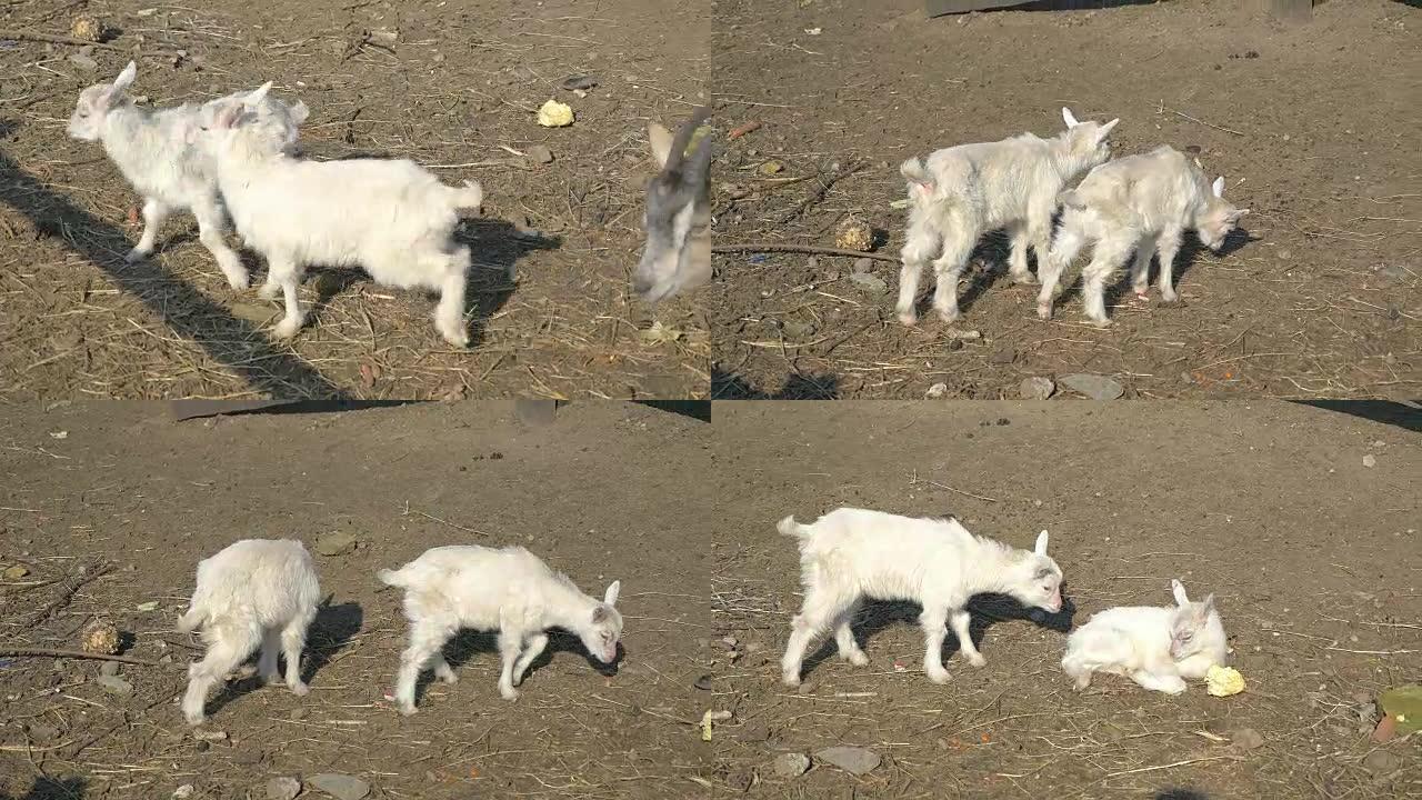 4k农场上的两个小山羊视频