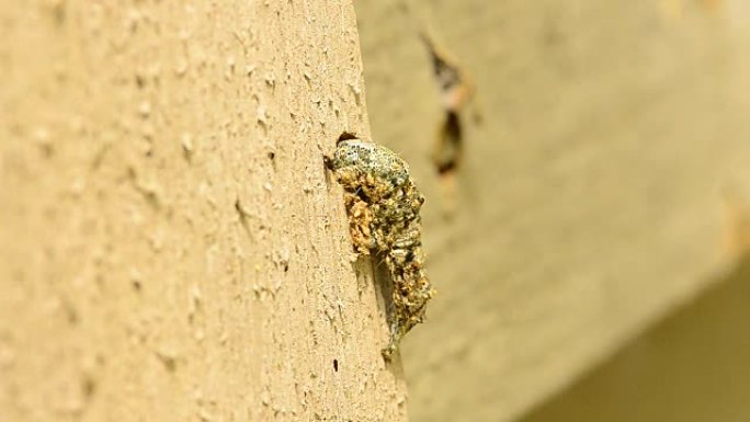 机翼下的蛾幼虫咀嚼着穿过雪松房屋的壁板