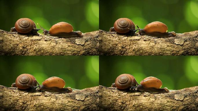 树上的蜗牛
