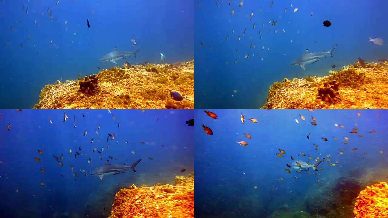 大型黑尖礁鲨 (Carcharhinus melanopterus) 在泰国安达曼海披披群岛的珊瑚礁