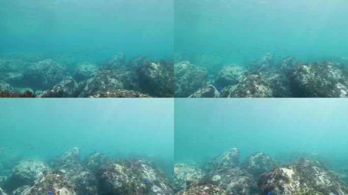 亚热带海洋中的水肺潜水