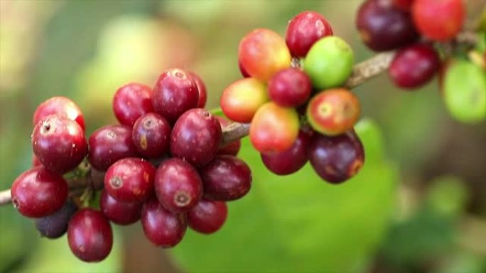 生咖啡豆食材挑选咖啡原料