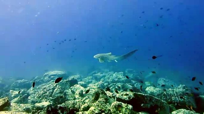 斑马豹鲨 (Stegostoma fasciatum) 游泳。最近被世界自然保护联盟 (IUCN) 