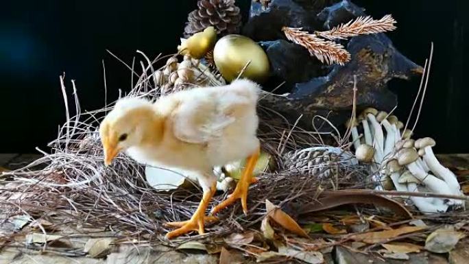 婴儿小鸡新生儿