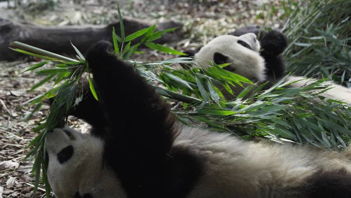 两只熊猫躺在地上吃竹子