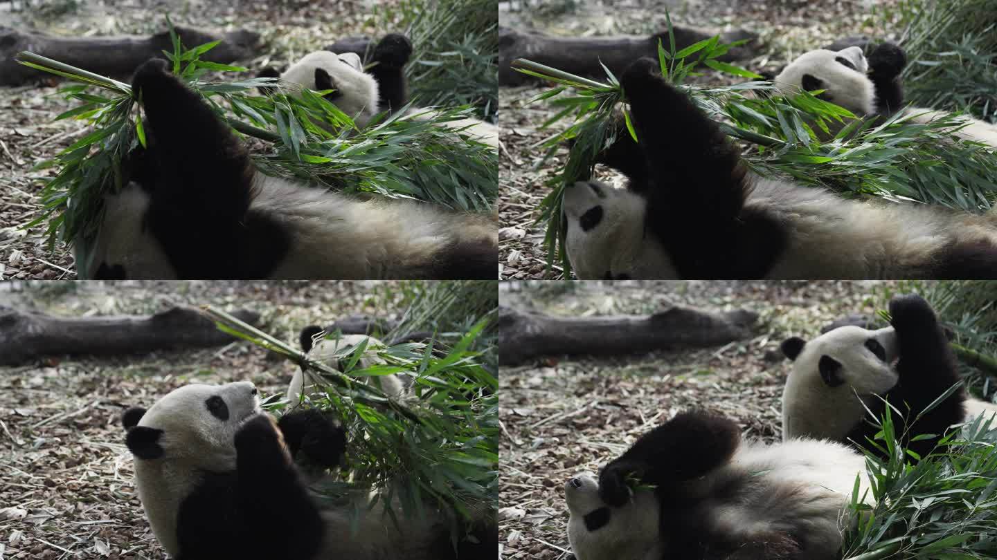 两只熊猫躺在地上吃竹子