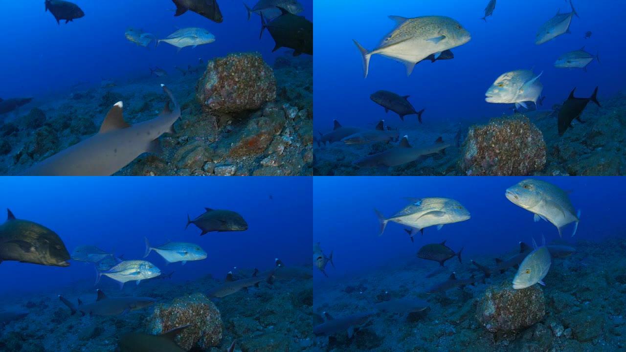 白鳍礁鲨和巨大的猎杀猎物，索科罗
