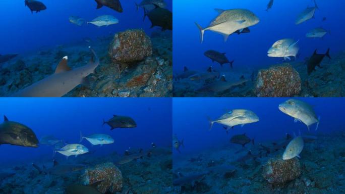 白鳍礁鲨和巨大的猎杀猎物，索科罗