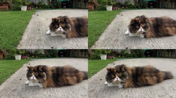 多莉·肖特 (Dolly shot)，波斯猫躺在草地上