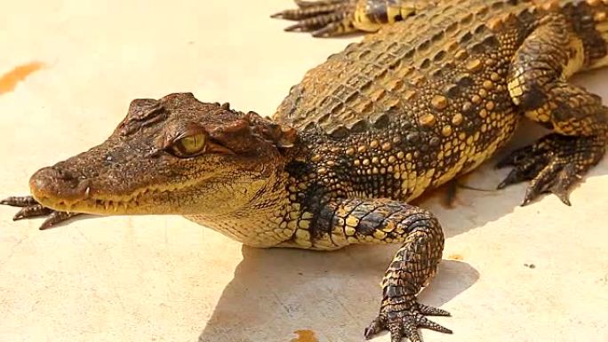 鳄鱼头鳄鱼头