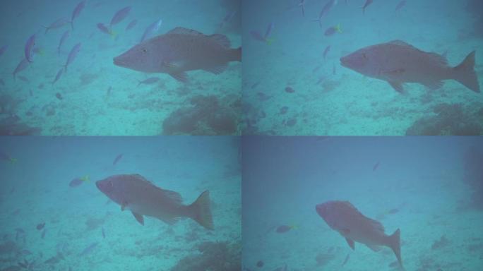 印度尼西亚一所鱼类的水下拍摄