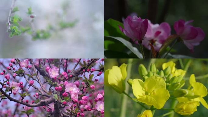 清明时节雨纷纷