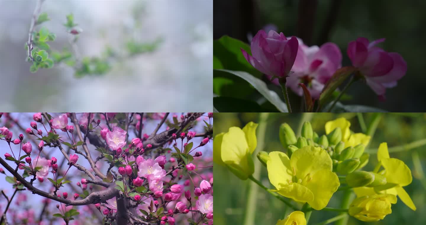 清明时节雨纷纷