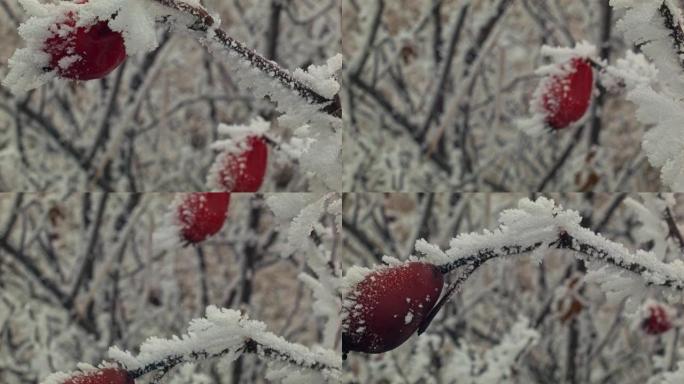 红色玫瑰果 (Rosa) 被冬天的白霜覆盖，多莉射击