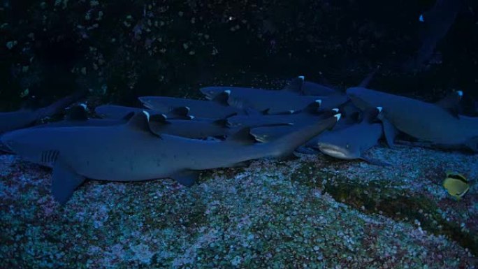 沉睡的白鳍礁鲨海底生物聚集珊瑚