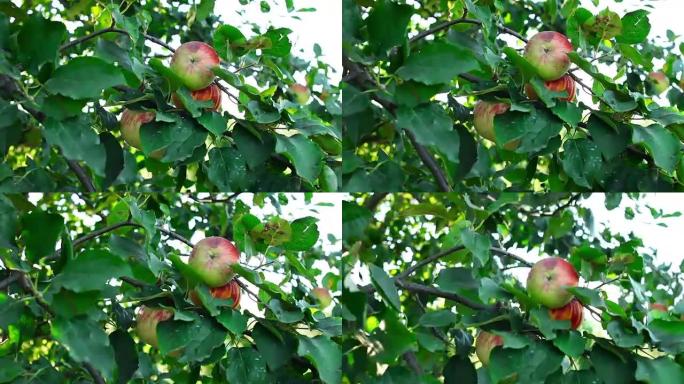 苹果树枝上挂着成熟的红苹果