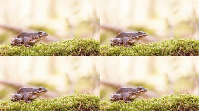 林地青蛙闲置在苔藓上