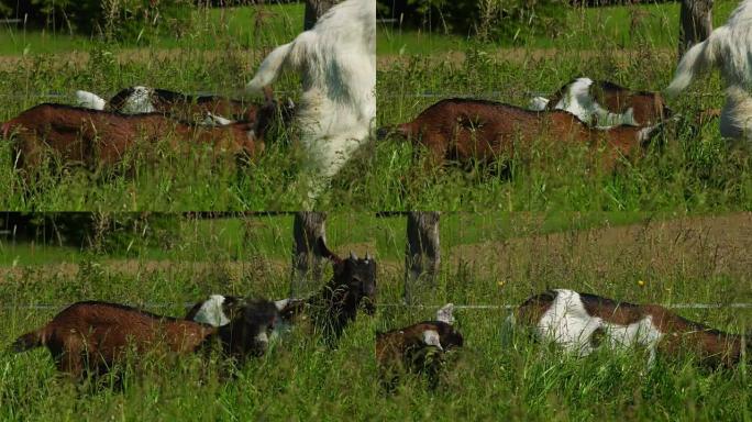草地上的小山羊草地上的小山羊