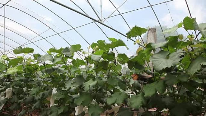 葡萄在温室花园的纸袋中生长