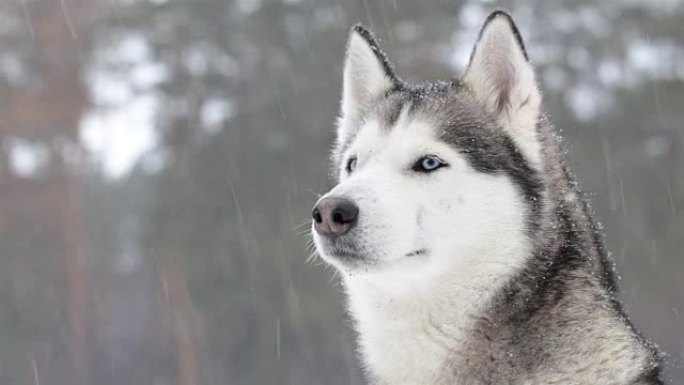 降雪期间的西伯利亚爱斯基摩犬。特写。