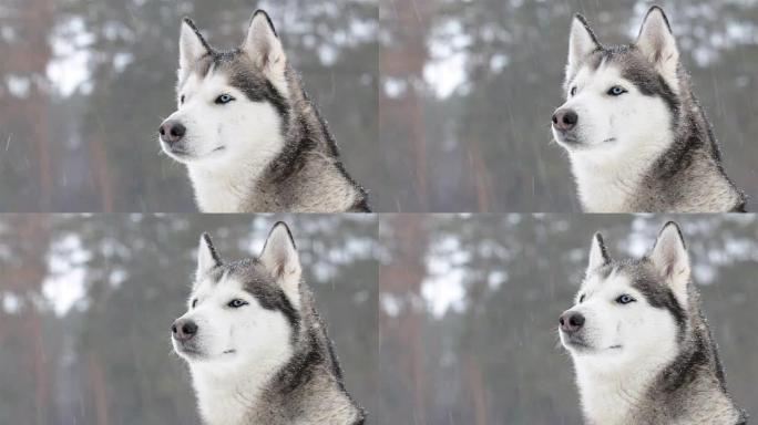 降雪期间的西伯利亚爱斯基摩犬。特写。