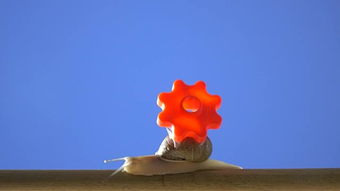 花园蜗牛携带红色齿轮的延时4k视频