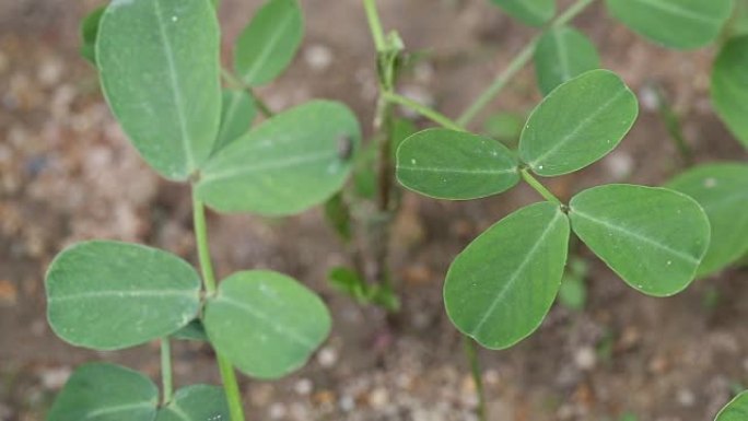 豆类植物的绿叶，农业区的花生幼苗。