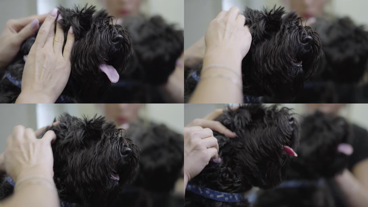 女性宠物美容师在美容师沙龙中清洁黑狗的耳朵。