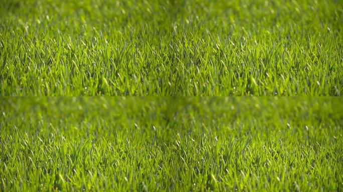 早上种植青小麦幼年田。