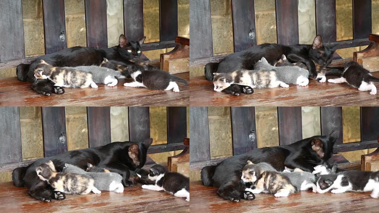 猫护理她的小猫猫护理她的小猫