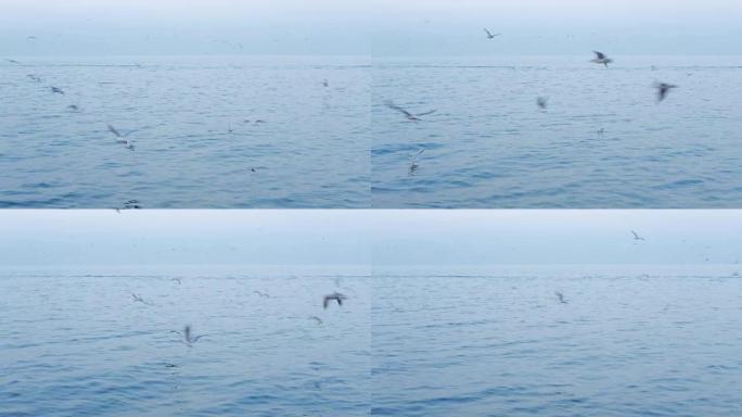 一群海鸥飞来觅食海面飞翔